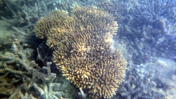 Corail dur