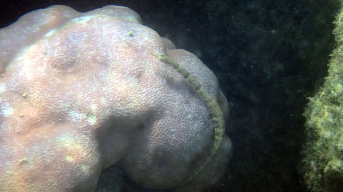 Corythoichthys haematopterus