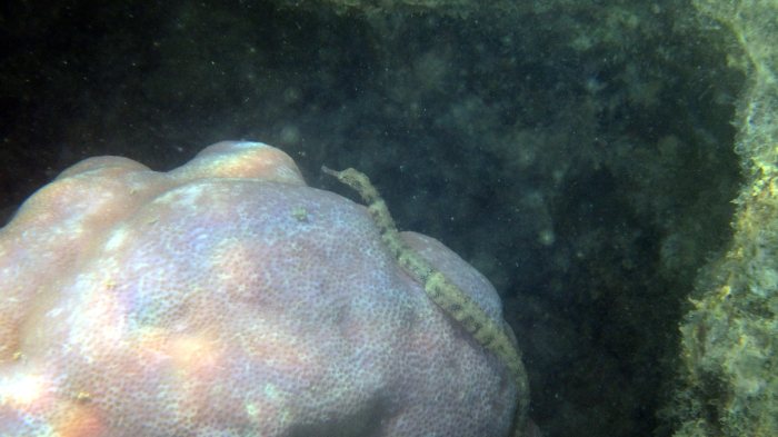 Corythoichthys haematopterus