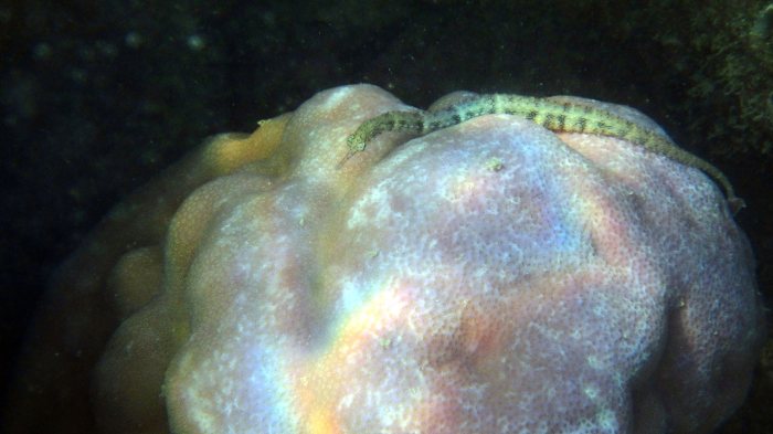 Corythoichthys haematopterus