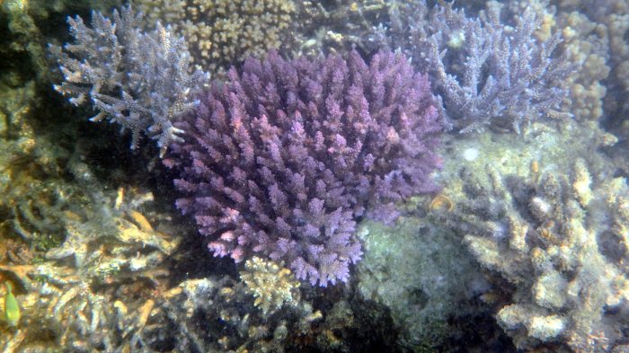 Corail dur