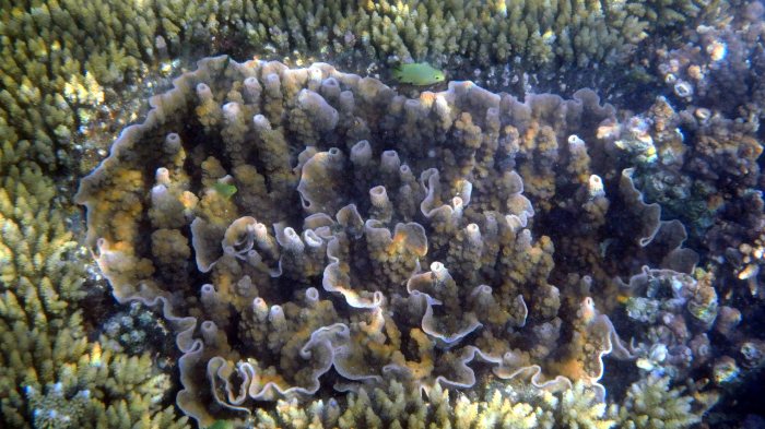 Corail dur