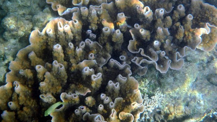 Corail dur