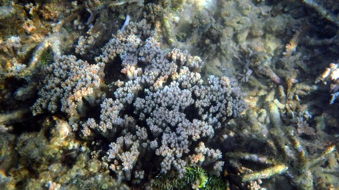 Corail dur