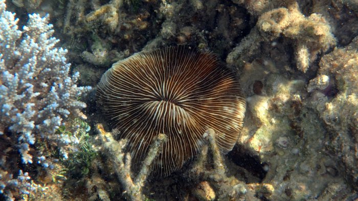 Fungia