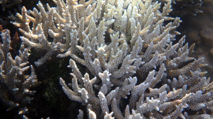 Corail dur