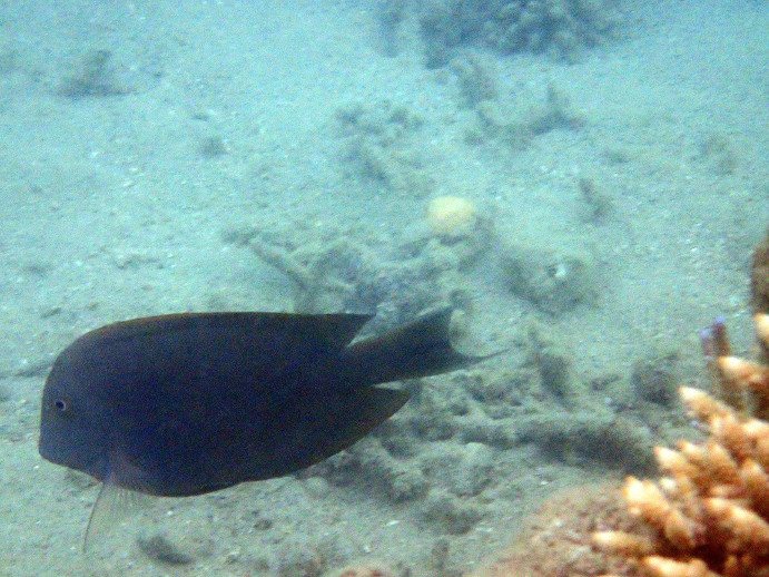 Poisson-chirurgien