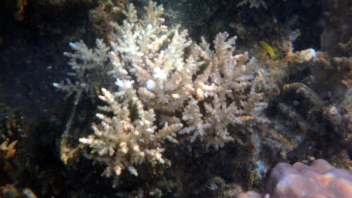 Corail dur