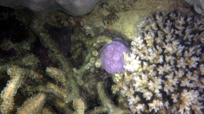 Corail dur