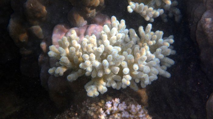 Corail dur