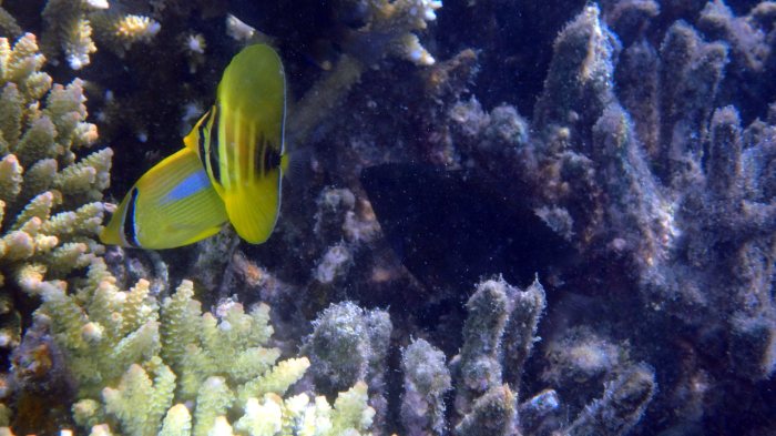 Zebrasoma velifer