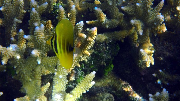 Zebrasoma velifer