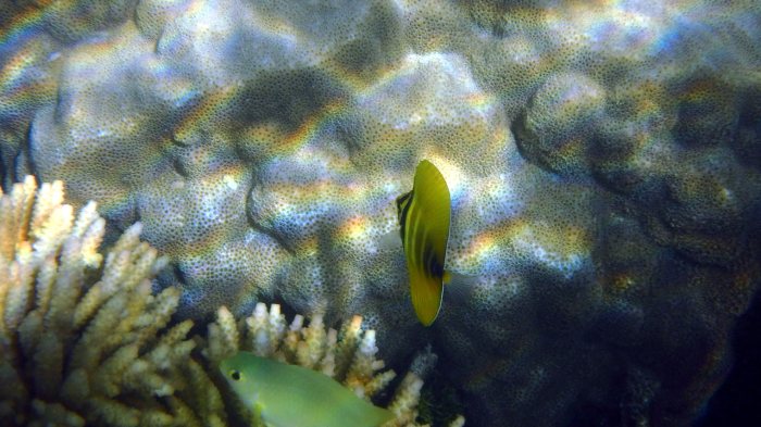 Zebrasoma velifer