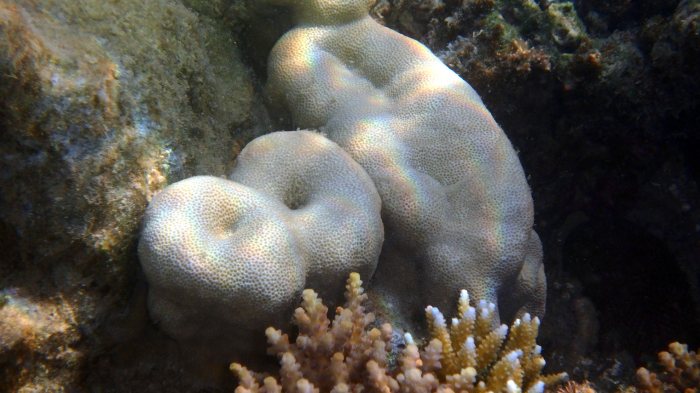 Corail dur