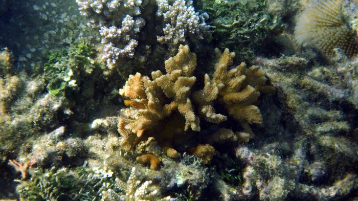 Corail dur