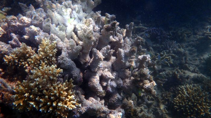 Corail dur