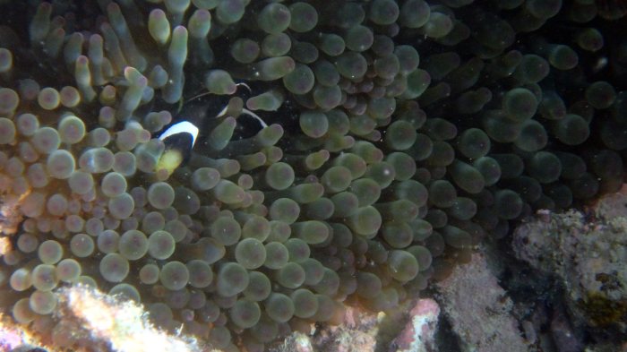 Amphiprion akindynos