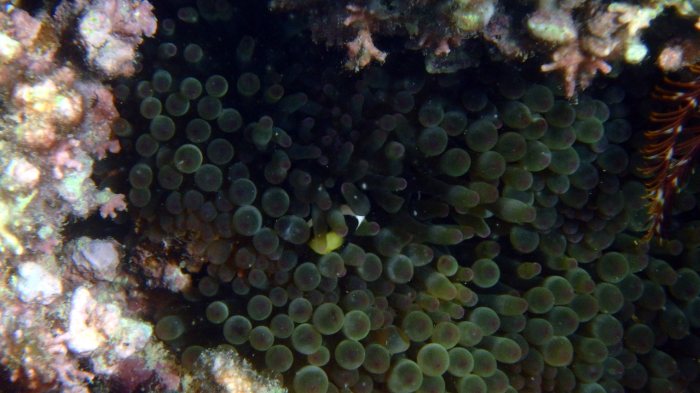 Amphiprion akindynos