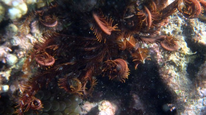 Crinoïde