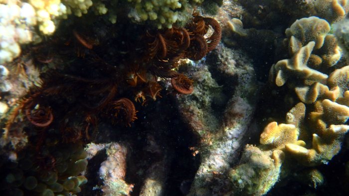 Crinoïde