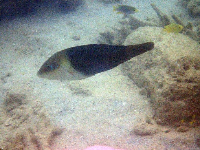 Hemigymnus melapterus