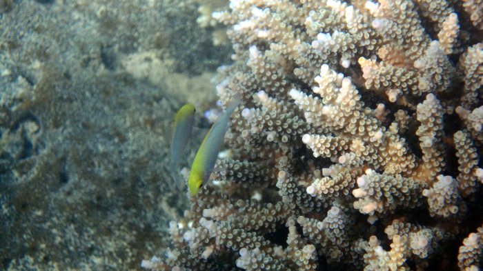 Pomacentrus aurifrons