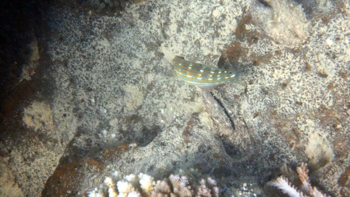 Halichoeres melanurus