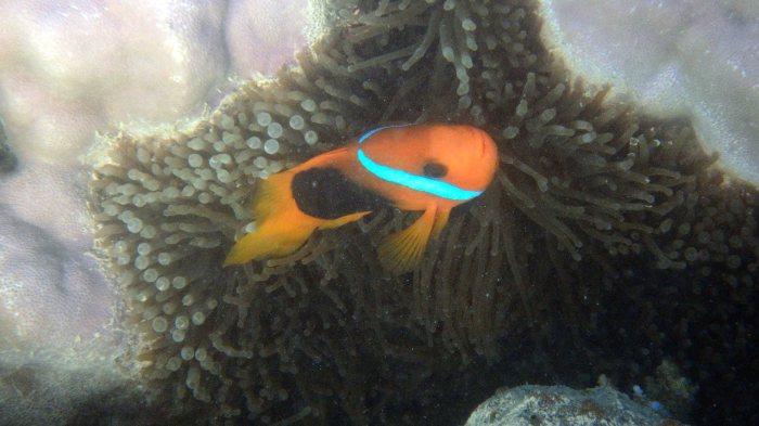 Amphiprion melanopus
