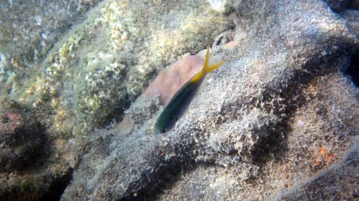 Neopomacentrus nemurus