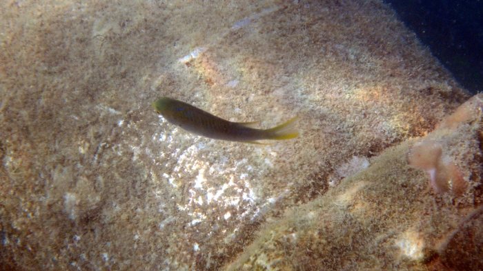 Neopomacentrus nemurus