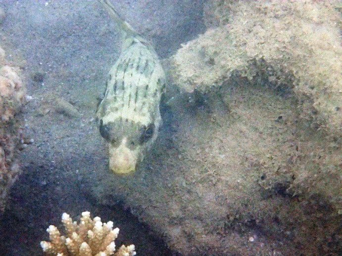 Arothron manilensis