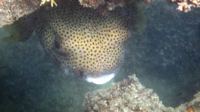 Diodon hystrix