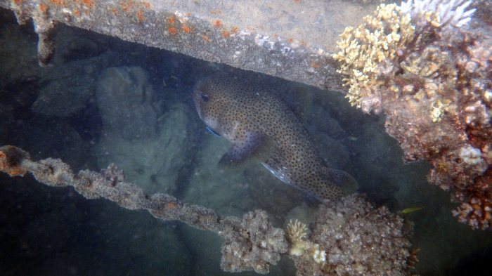 Diodon hystrix
