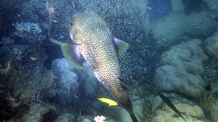 Diodon hystrix