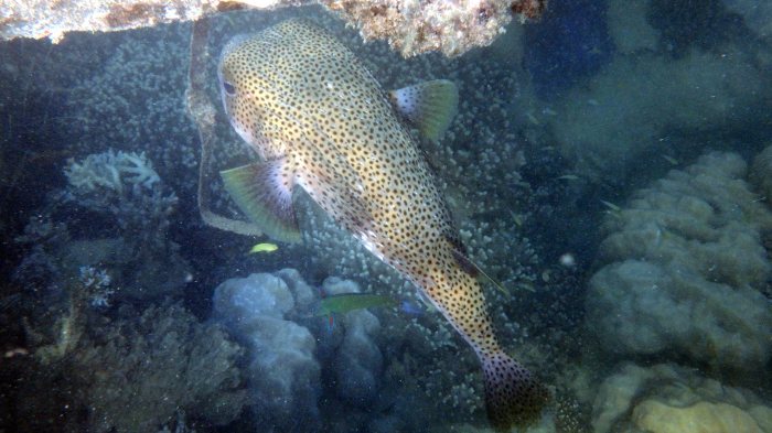 Diodon hystrix