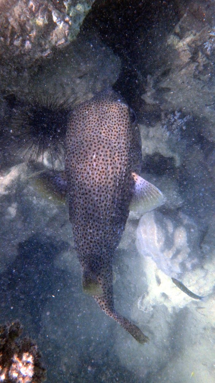 Diodon hystrix