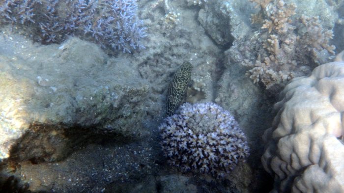 Epinephelus merra