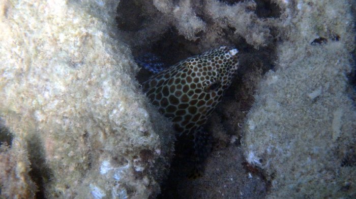 Epinephelus merra