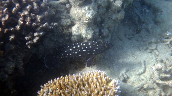 Epinephelus coeruleopunctatus
