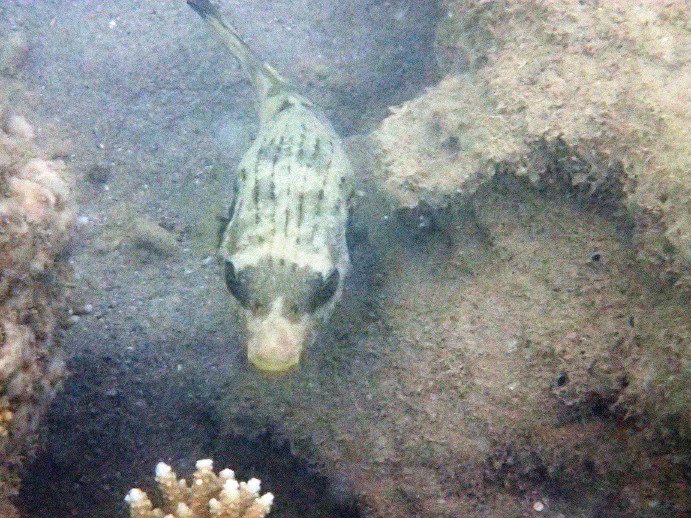 Arothron manilensis