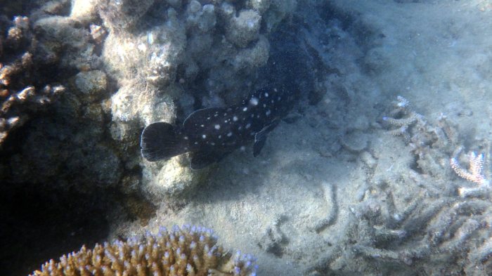 Epinephelus coeruleopunctatus