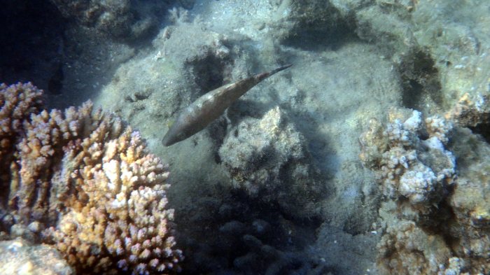 Cheilinus chlorourus