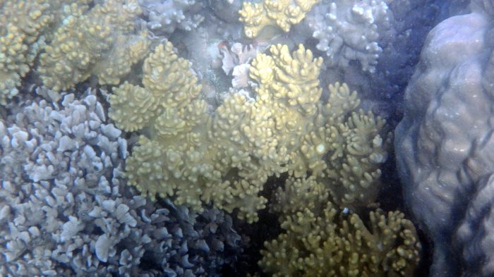 Corail dur