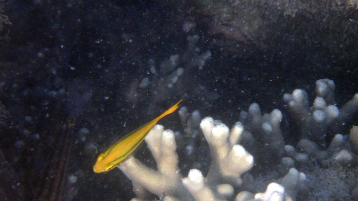 Neoglyphidodon nigroris