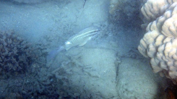Parupeneus ciliatus