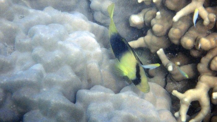 Diploprion bifasciatum