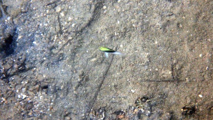 Chrysiptera rollandi
