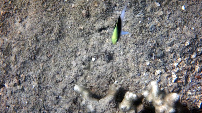 Chrysiptera rollandi