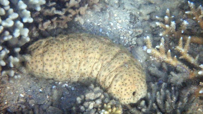 Holothuria (Microthele) fuscopunctata