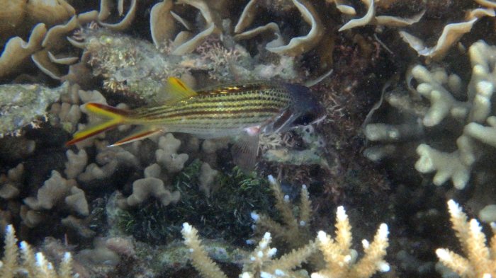 Neoniphon sammara